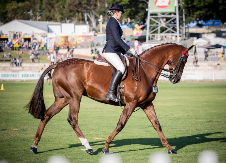 Bunbury Show Horse Challenge The Bunbury Show